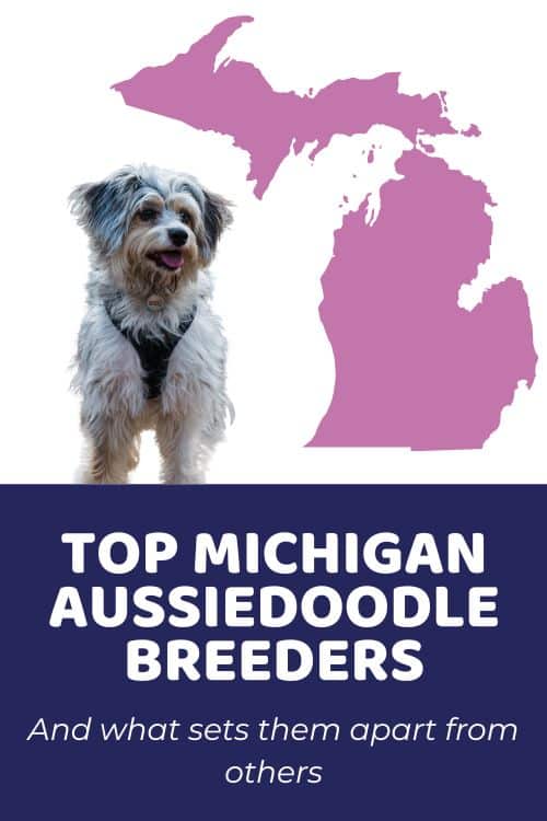 List Of Top Ethical Aussiedoodle Breeders In Michigan