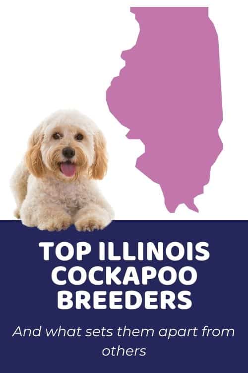 List Of Top Ethical Cockapoo Breeders In Illinois Cockapoo Puppies for Sale in Illinois