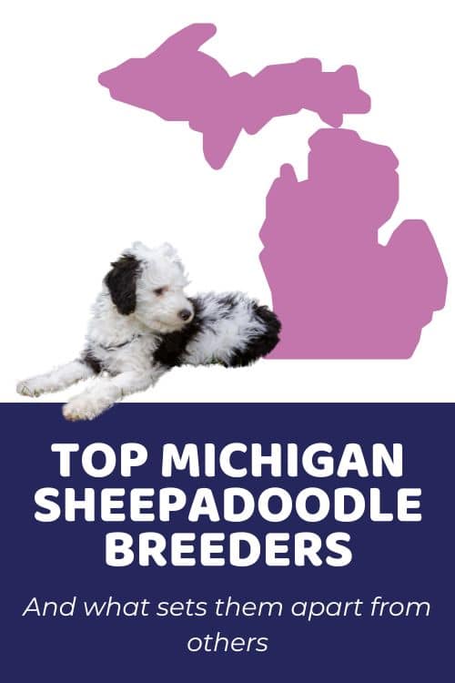 List Of Top Ethical Sheepadoodle Breeders In Michigan