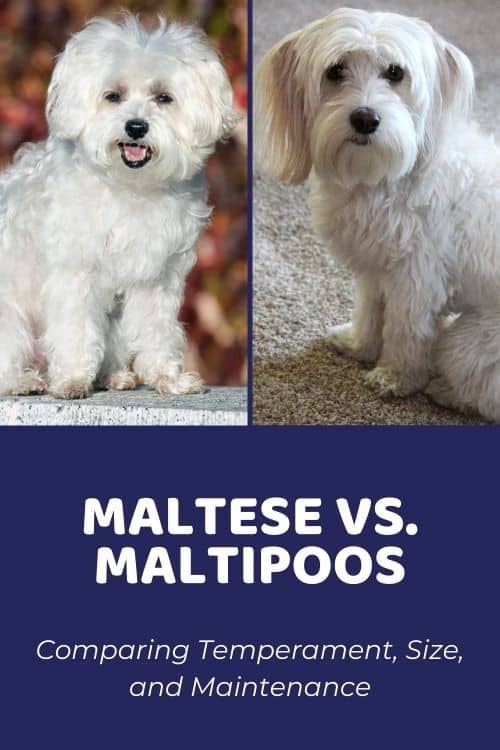 Maltese vs Maltipoo Comparing Size, Temperament, & Family Suitability