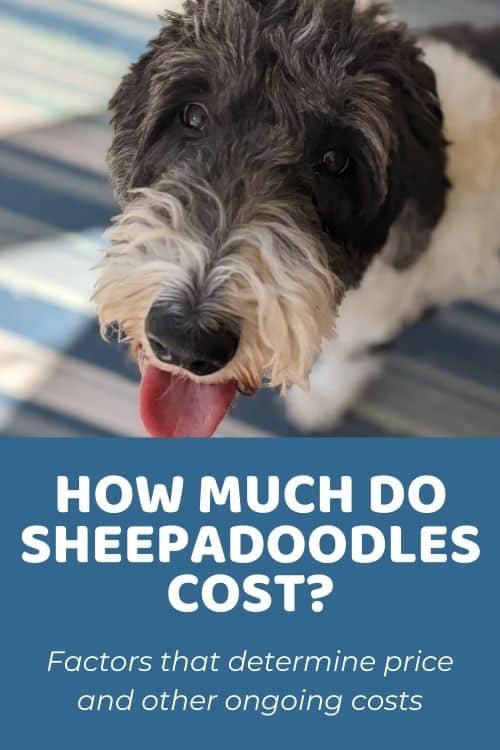 Sheepadoodle Price Overview of Pricing Factors & Ongoing Costs