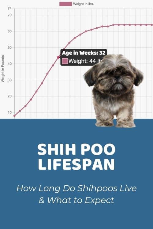 Shih Poo Lifespan How Long Do Shih Poos Live