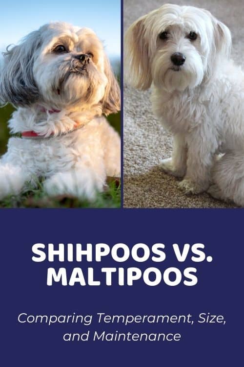 Shih Poo vs Maltipoo Comparing Size, Temperament, & Family Suitability