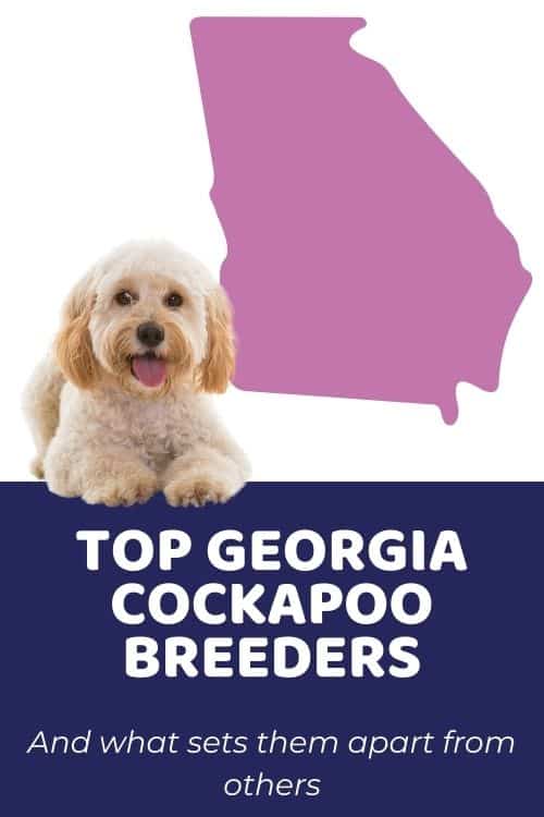 Top Ethical Cockapoo Breeders In Georgia Cockapoo Puppies for Sale in Georgia