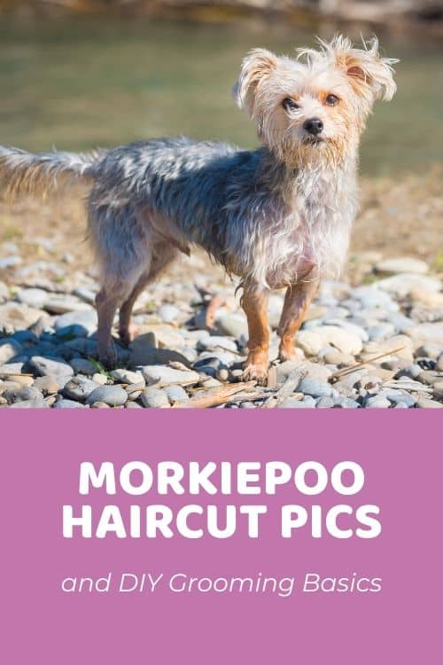 Top Morkie Poo Haircuts (With Pictures!) & DIY Grooming Tips