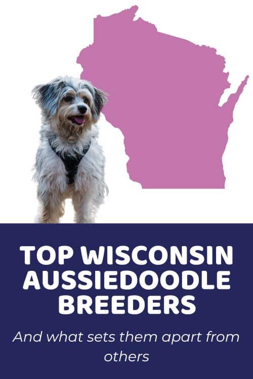 Top ethical breeders with Aussiedoodle puppies for sale in Wisconsin