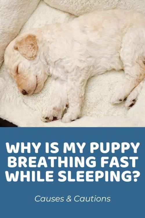 Why Is My Puppy Breathing Fast While Sleeping Causes & Cautions