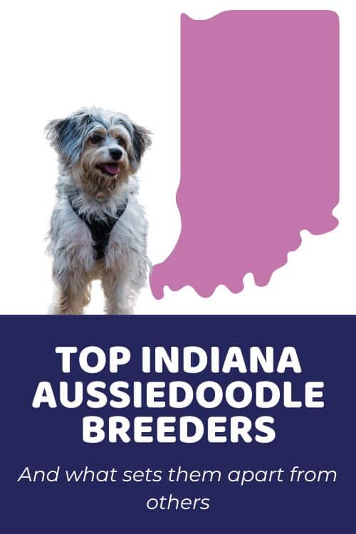 top ethical breeders with Aussiedoodle puppies for sale in Indiana
