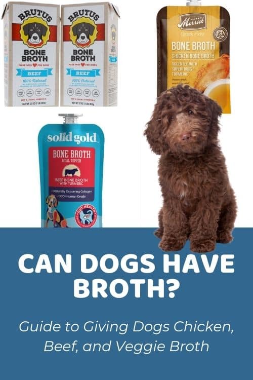 Can Dogs Have Chicken Broth What About Vegetable Or Beef Broth