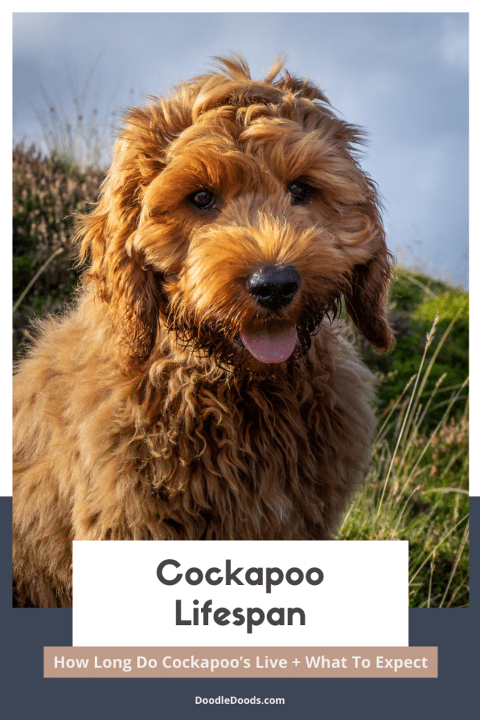 Cockapoo Lifespan