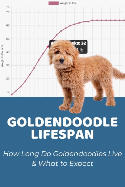 How Long Do Goldendoodles Live Goldendoodle Lifespan & What to Expect