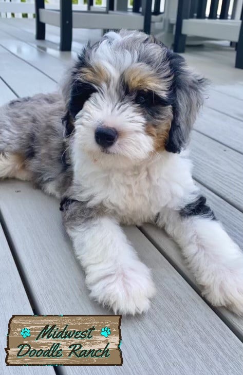 Midwest Doodle Ranch Bernedoodles, Cockapoos puppies for sale near me