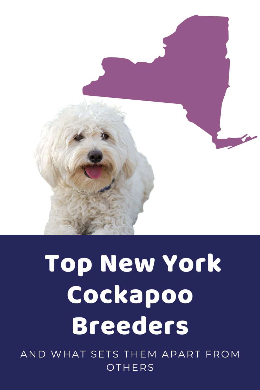 List Of Ethical Cockapoo Breeders In New York