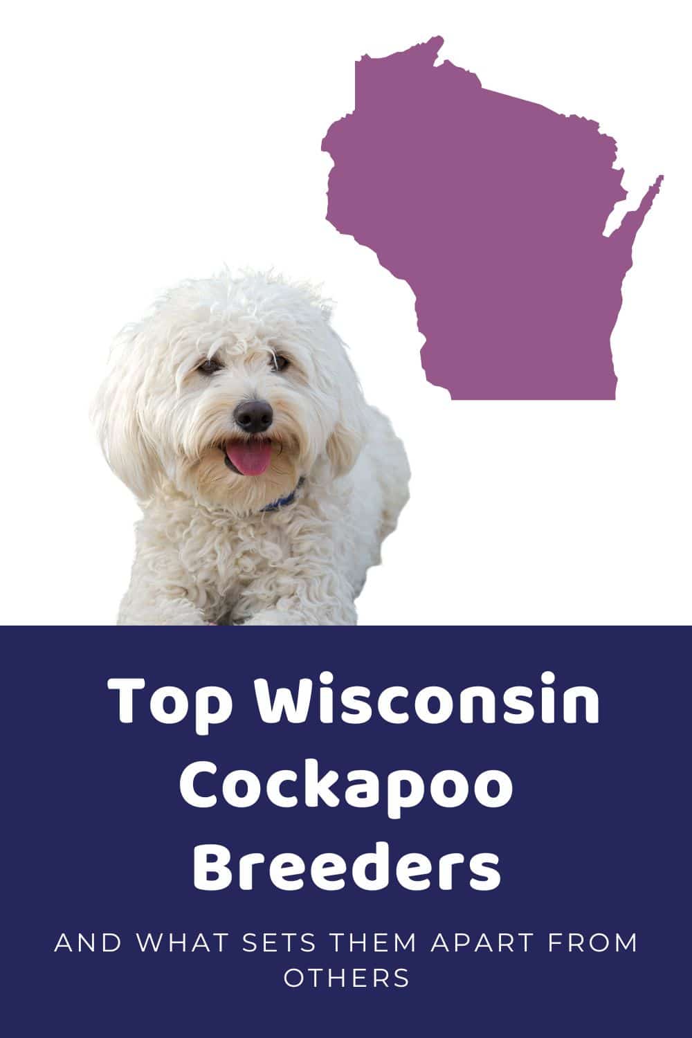 List Of Ethical Cockapoo Breeders In Wisconsin