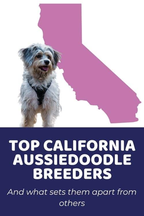 List Of Top Ethical Aussiedoodle Breeders In California aussiedoodle puppies for sale california