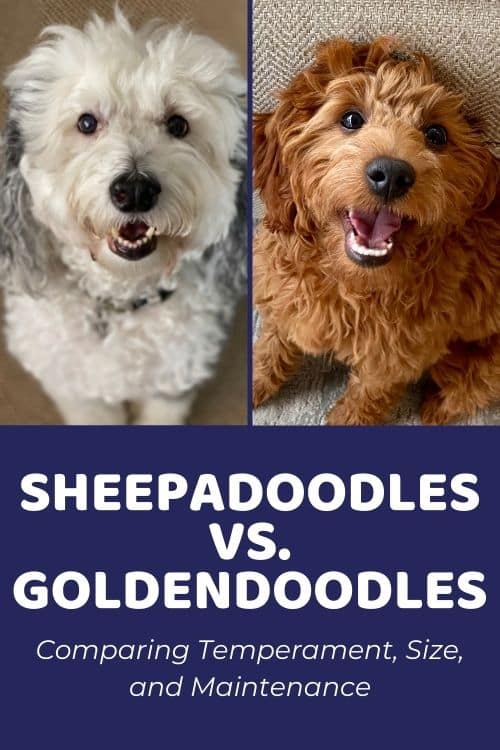 Sheepadoodle vs Goldendoodle Comparing Temperament, Size, and Maintenance