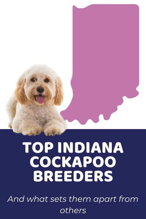 Top Ethical Cockapoo Breeders In Indiana Cockapoo Puppies for Sale in Indiana
