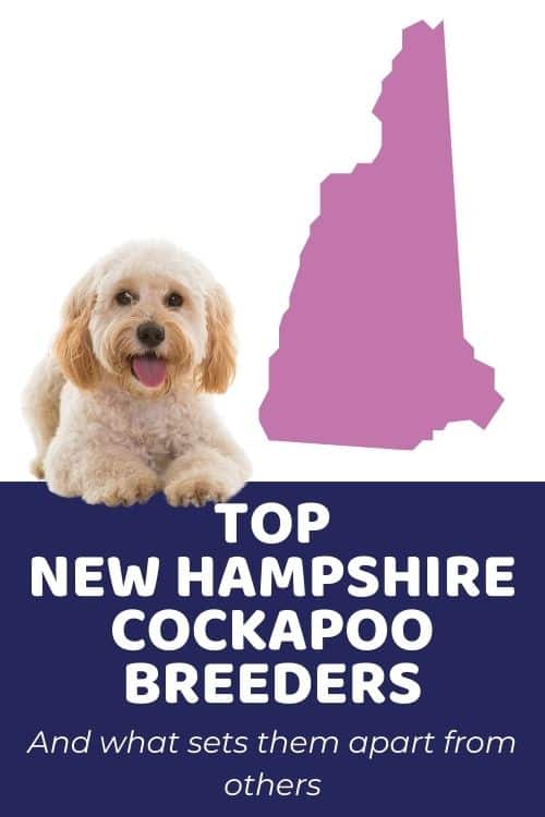 Top Ethical Cockapoo Breeders In New Hampshire Cockapoo Puppies for Sale in New Hampshire