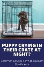 Why Is My Puppy Crying In Their Crate At Night? Common Causes