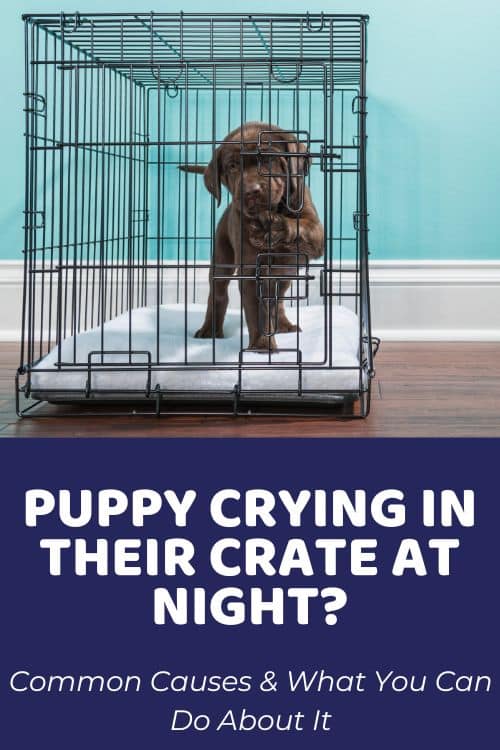 Why Is My Puppy Crying In Their Crate At Night Common Causes & What You Can Do About It