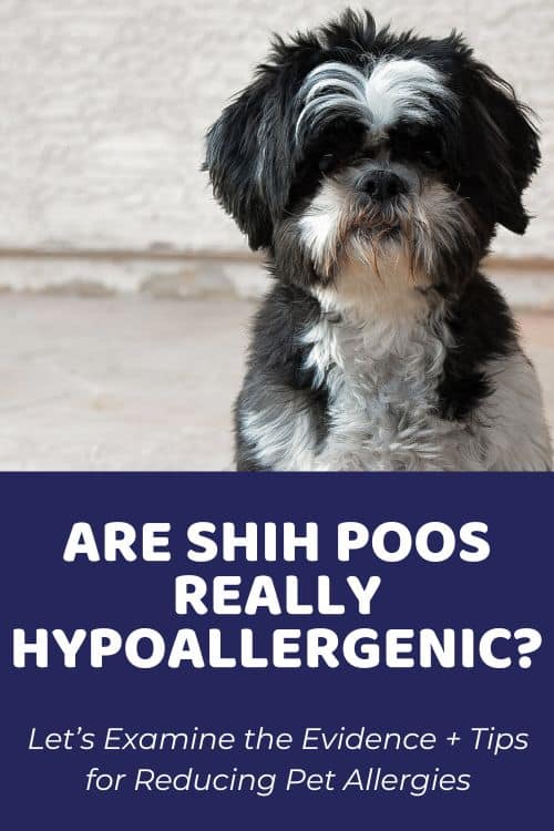 Are Shih poos Hypoallergenic and Tips for Reducing Pet Allergies