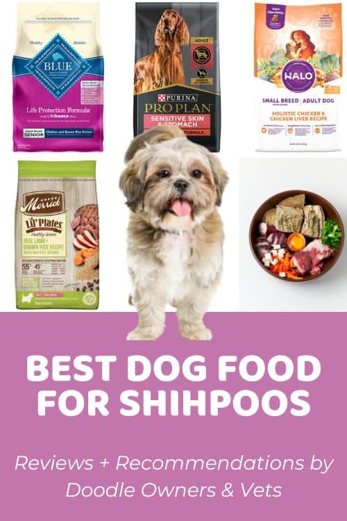 Best Dog Food for Shihpoo From Real Owner Reviews