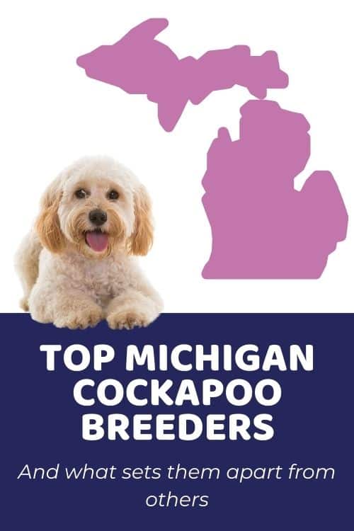 Cockapoo Puppies For Sale In Michigan From Top Ethical Breeders