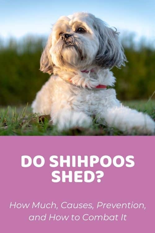 Do shih poos Shed How Much, Causes, Prevention, and How to Combat It