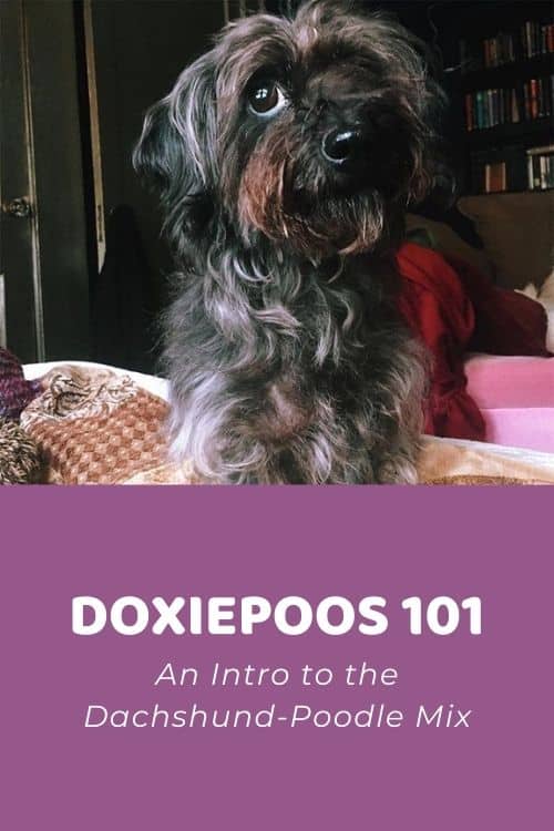 Doxiepoo 101 Intro to the Dachshund-Poodle Mix