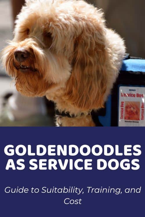 Goldendoodle Service Dog Guide to Suitability, Training, and Cost