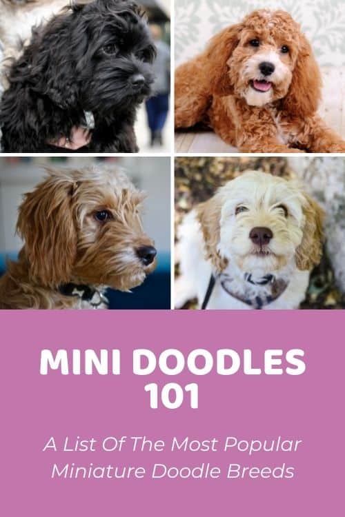 Mini Doodle Dogs 101 A List Of The Most Popular Miniature Doodle Breeds