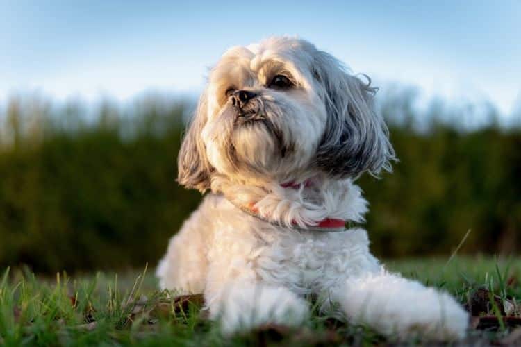 shih poo with a wavy coat