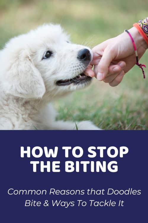 Common Reasons For Goldendoodle Biting & Ways To Tackle It