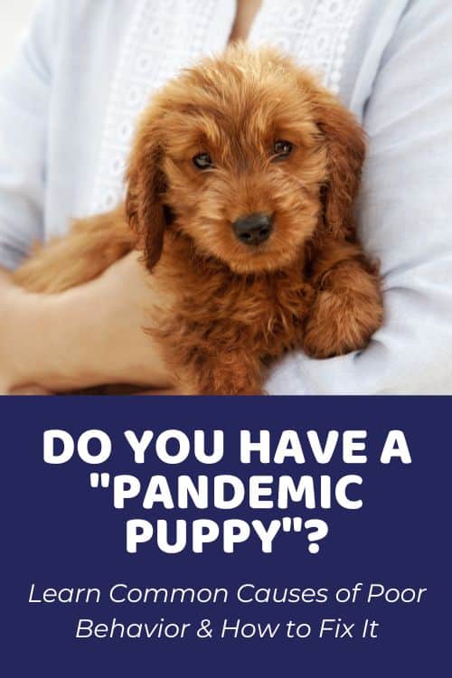 Do You Have A Pandemic Puppy Here’s What To Do