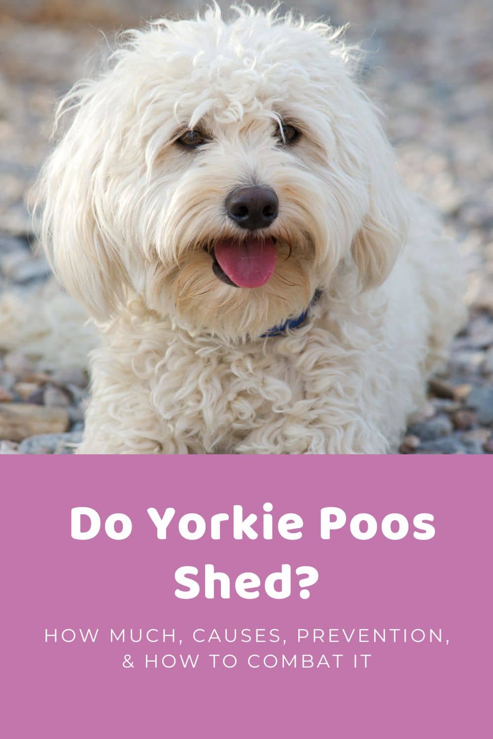 Does A Yorkie Poo Shed How Much, Causes, Prevention, & How To Combat It
