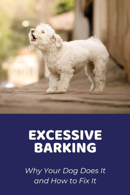 Excessive Dog Barking Why Your Dog Does It and How to Fix It