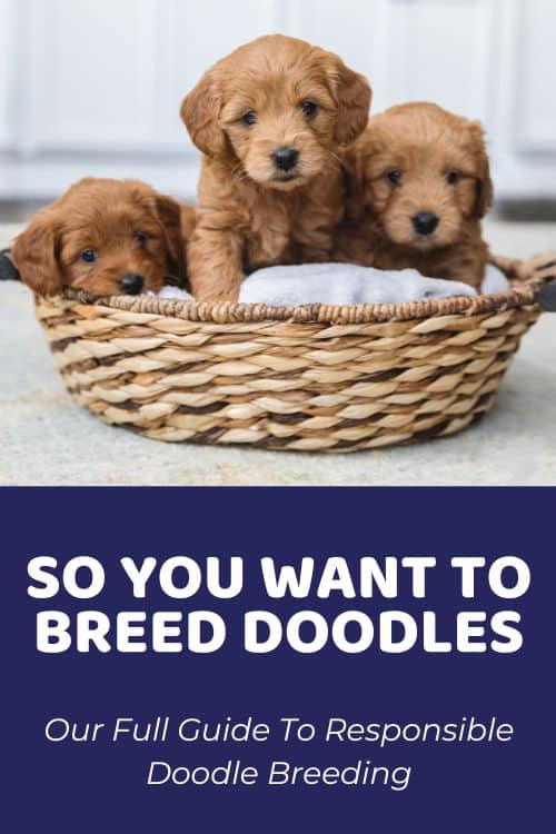 Full Guide To Responsible Goldendoodle Breeding