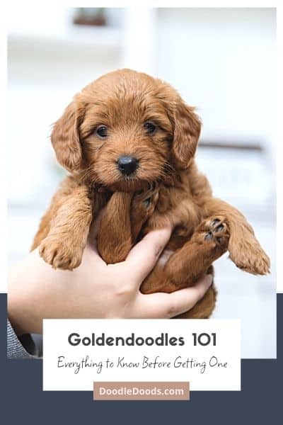 Goldendoodle Puppies 101 Everything You Need To Know Before Getting One