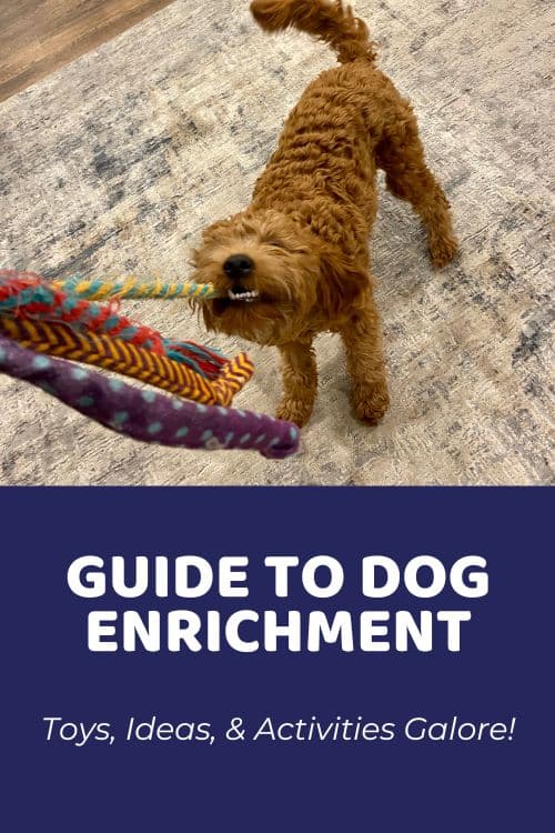 Guide to Dog Enrichment Toys, Ideas, & Activities