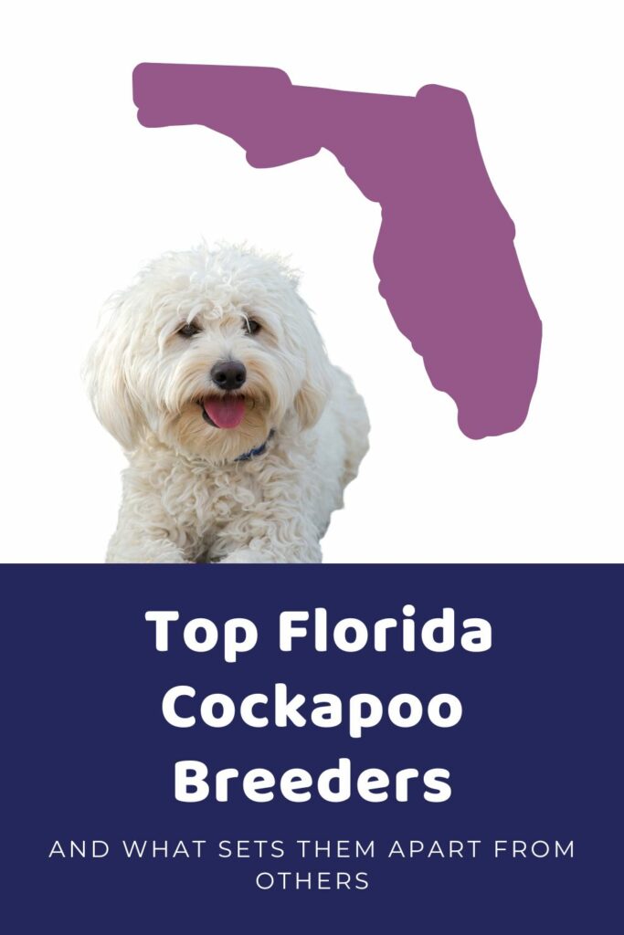 List Of Ethical Cockapoo Breeders In Florida