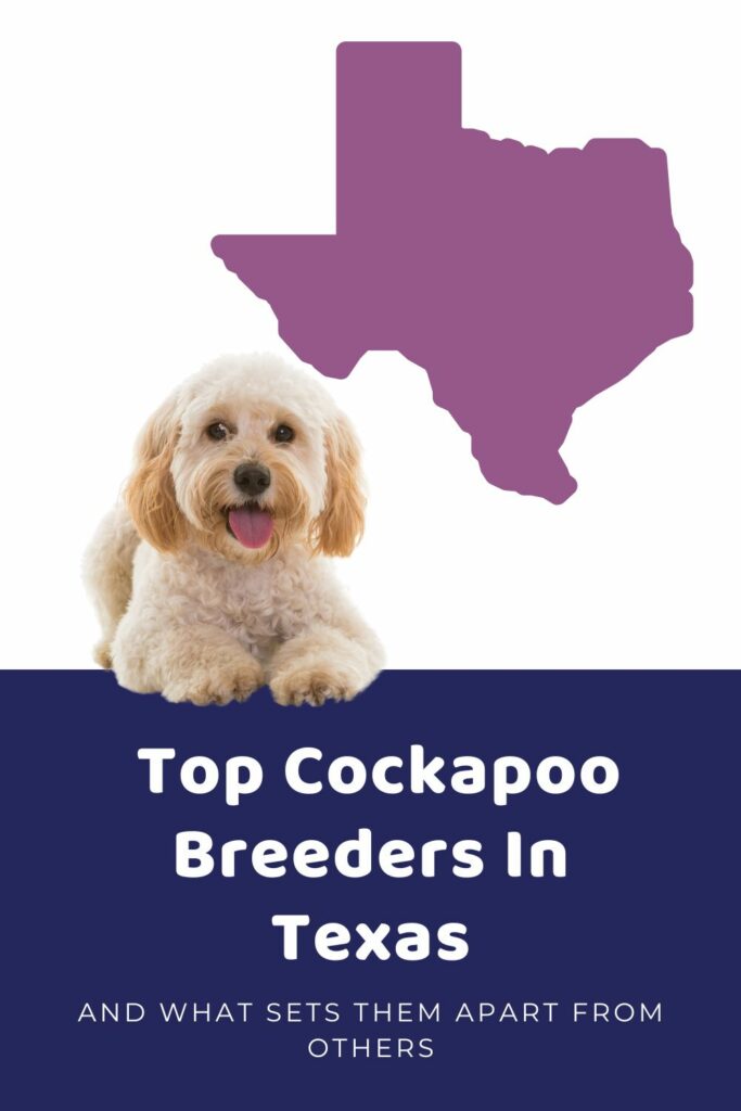 List Of Top Ethical Cockapoo Breeders In Texas