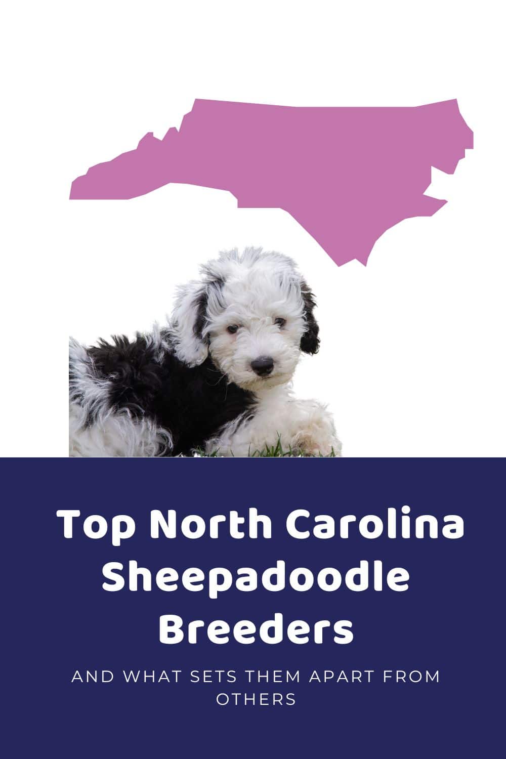 List Of Top Ethical Sheepadoodle Breeders In North Carolina
