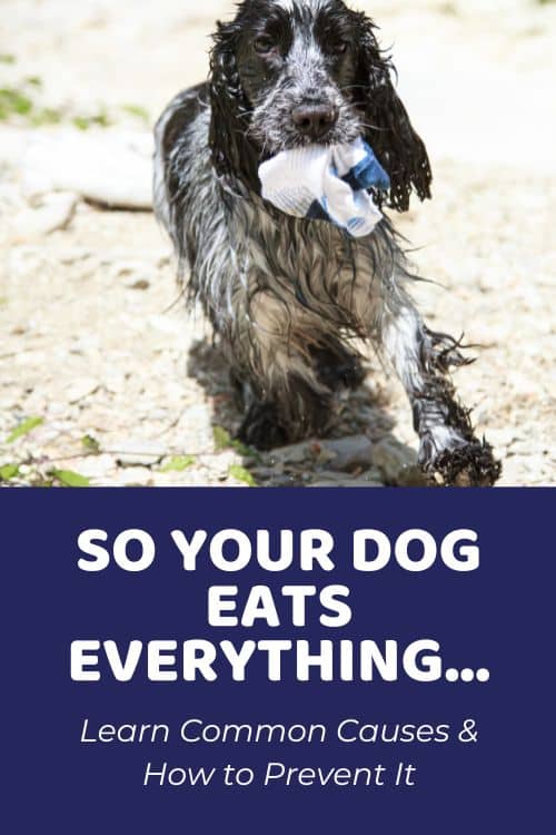 My Dog Eats Everything! Common Causes & Prevention