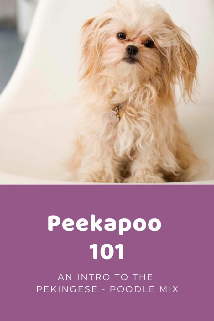 Peekapoo 101 Intro to the Pekingese-Poodle Mix