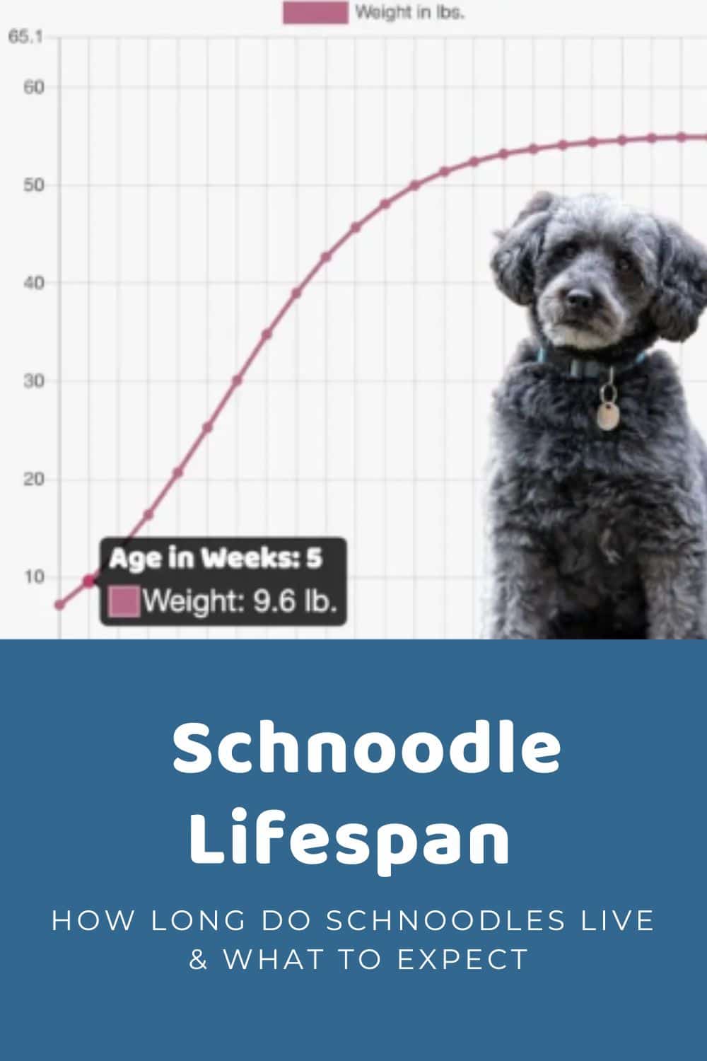 Schnoodle Lifespan & What To Expect How Long Do Schnoodles Live