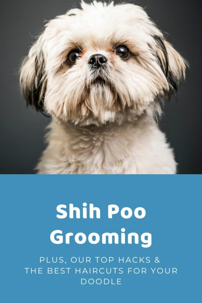 Shih Poo Grooming