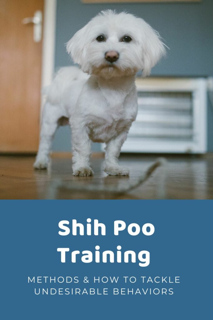 Shih Poo Training 101: Shih Poo Puppy Training Step-By-Step Guide