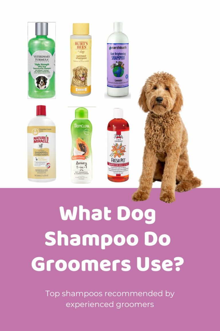 Best Dog Shampoo Ultimate List for Doodle Coat Care, Various Purposes