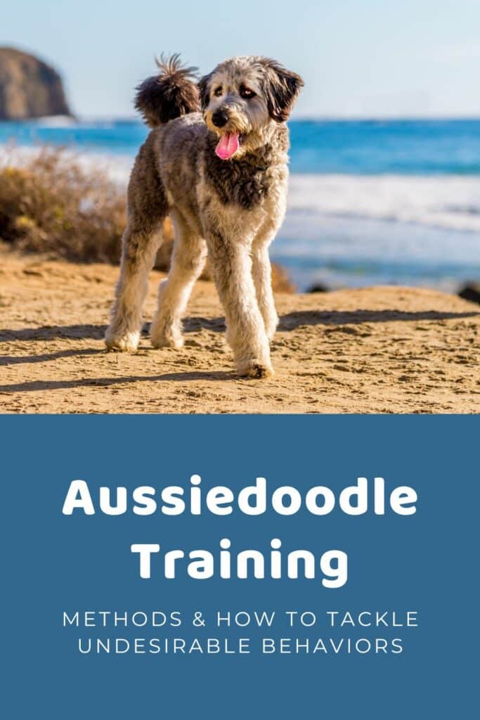 Aussiedoodle Training