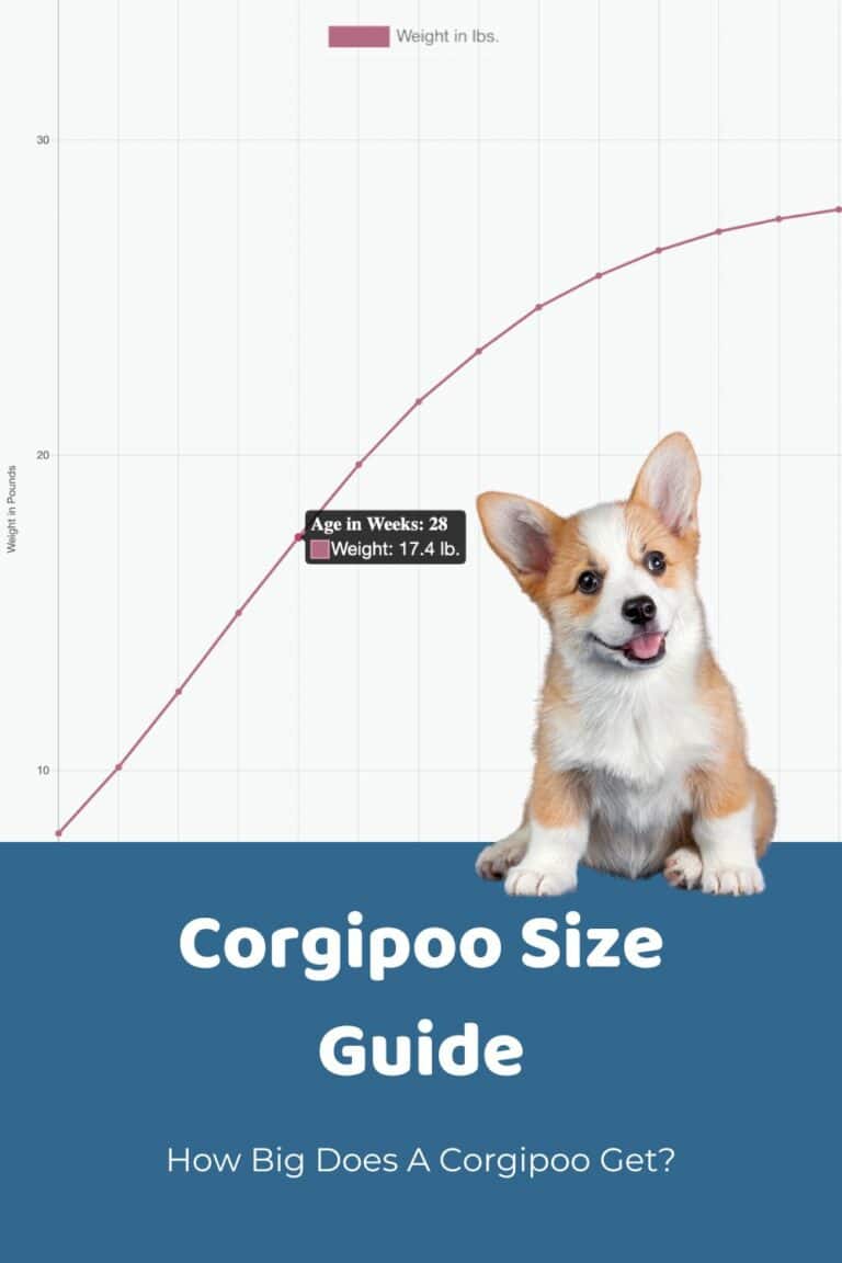 Whipoodle Size Chart + Interactive Weight Calculator - Doodle Doods